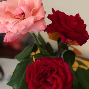 Meet your Posher, Sue